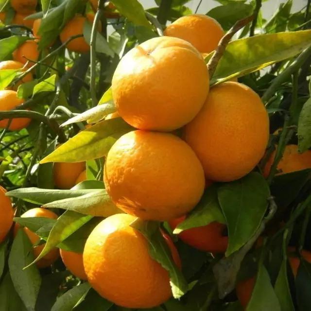 疫情过后一起去吃遍美食,疫情中的美食攻略