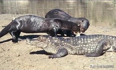 水獭与平头哥是同科吗,水獭动物界的平头哥