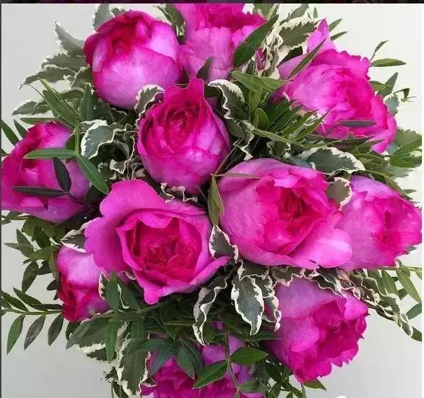 100种玫瑰的名字和图片,100种玫瑰品种科普你都认识吗