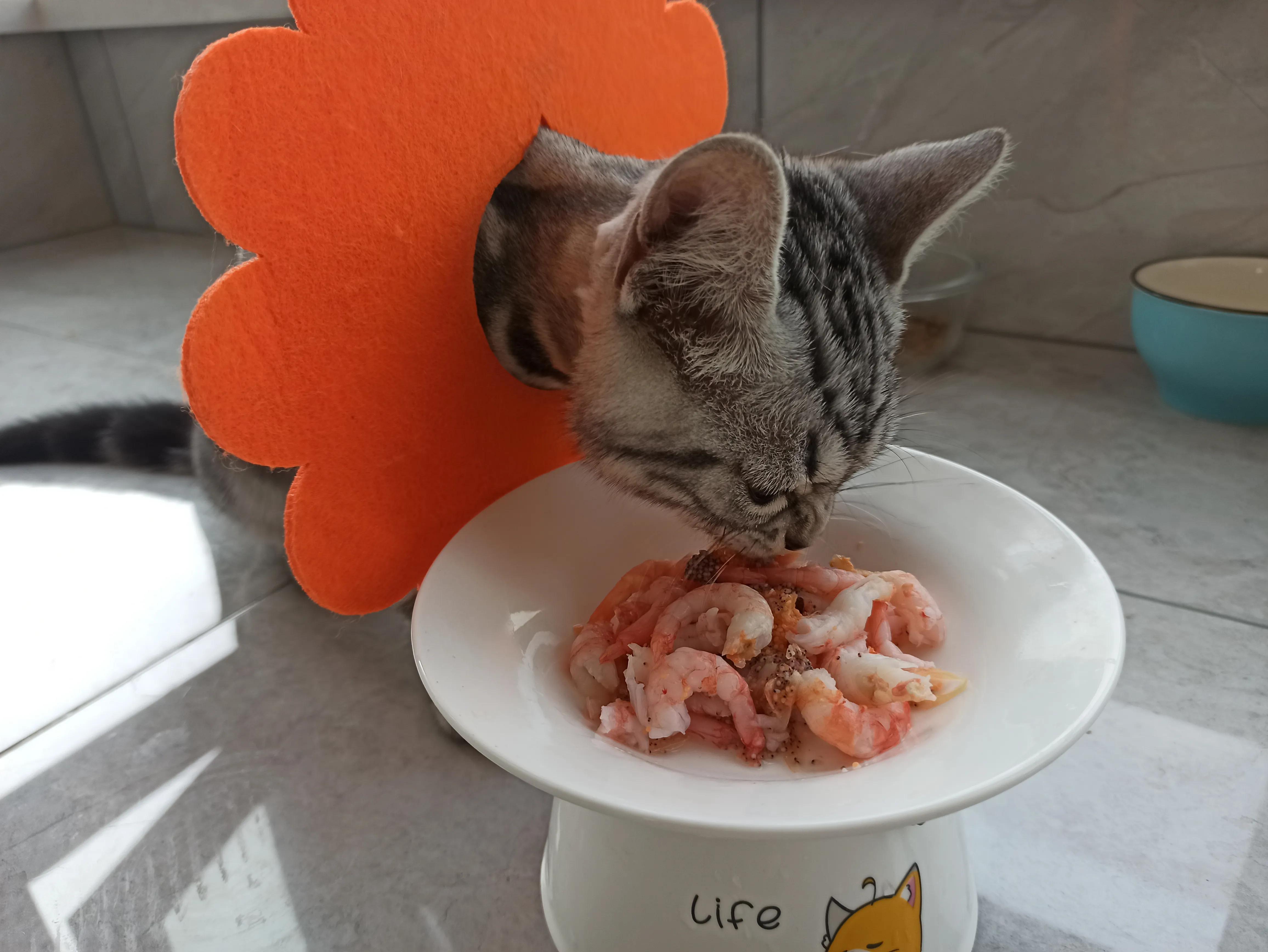 猫癣治疗的四个阶段,猫癣治愈的过程