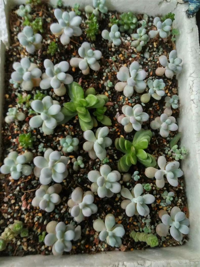 多肉叶插的正确正反方法,多肉蓝石莲叶插出苗后怎么管理