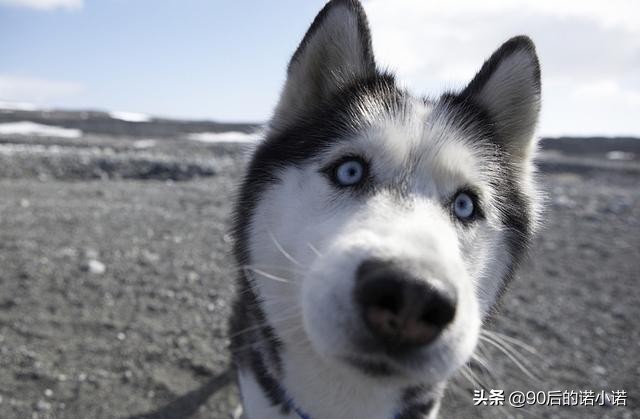 哈士奇拯救小镇,哈士奇救二哈