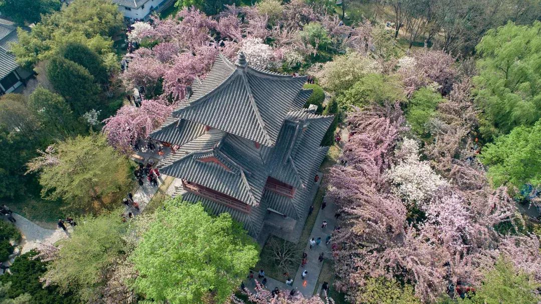最美的花送给大家共赏,最美的花送给大家观赏