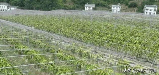 火龙果种植技术浇几次水,火龙果的种植技术果皮发黑