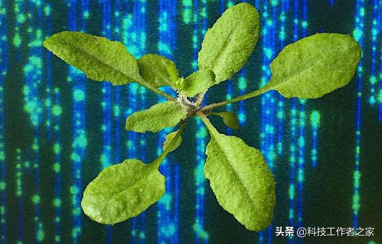中国22种转基因植物名录图片,转基因植物最普遍的性状是什么