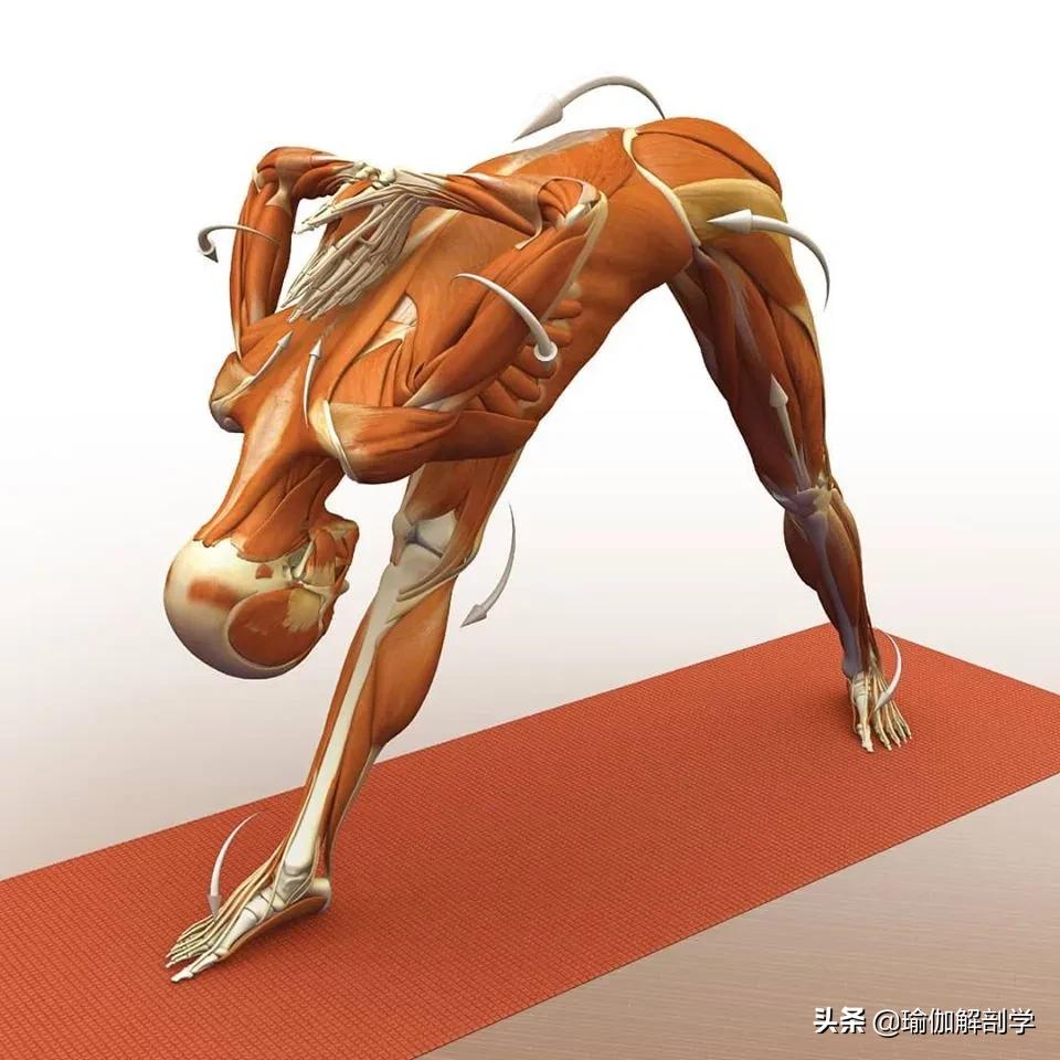 正位瑜伽哈他体式编排,精准正位60分钟瑜伽体式