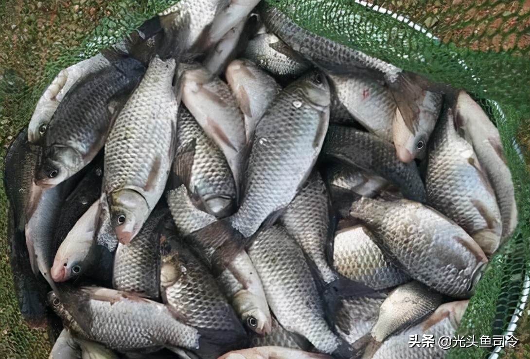 夏季野钓浓腥饵效果怎么样,腥饵是不是更容易招小鱼