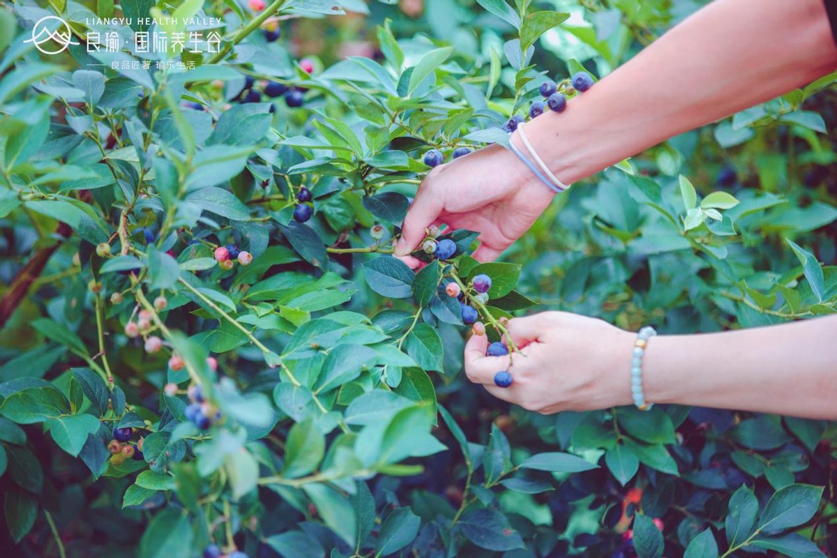 收获趣爽夏日！养生谷第二届蓝莓采摘节完美落幕，避暑嗨玩就在养生谷