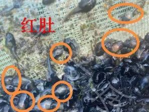 蝌蚪养殖解毒的重要性,蝌蚪养殖怎样预防生病的发生呢