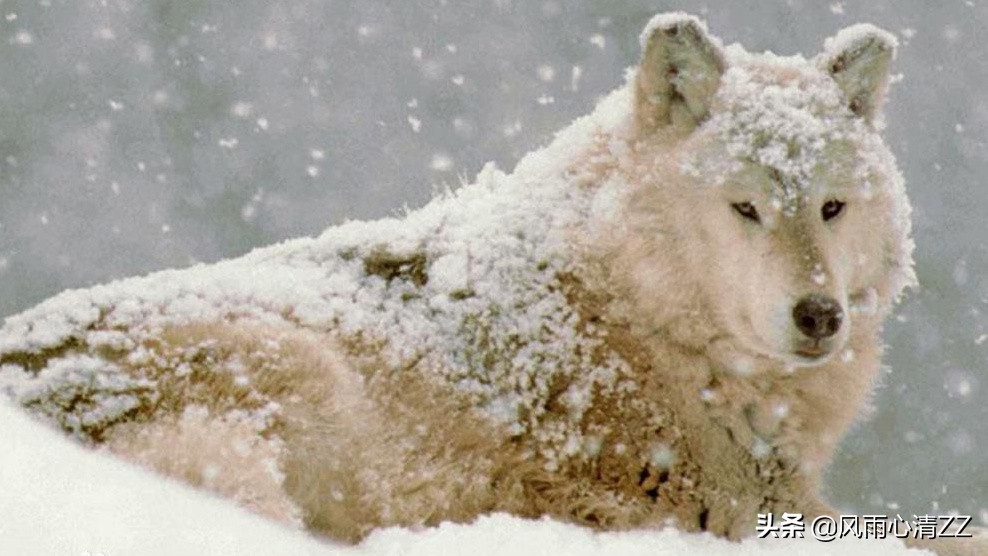 周立波持枪持毒事件始末,周立波持枪案全集