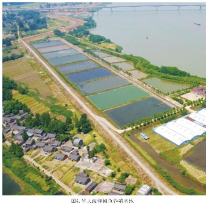 华大海洋合作发表全球首个鲟鱼基因组草图