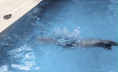 潜泳技巧潜不下去,潜泳太难几个小技巧让你轻松掌握