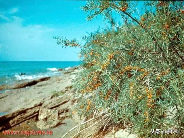 听说88%喝过沙棘汁的人都没见过沙棘，代县人告诉你它长什么样！