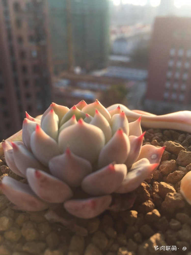 不管什么多肉都适合叶插吗,不管什么多肉都可以变老桩吗