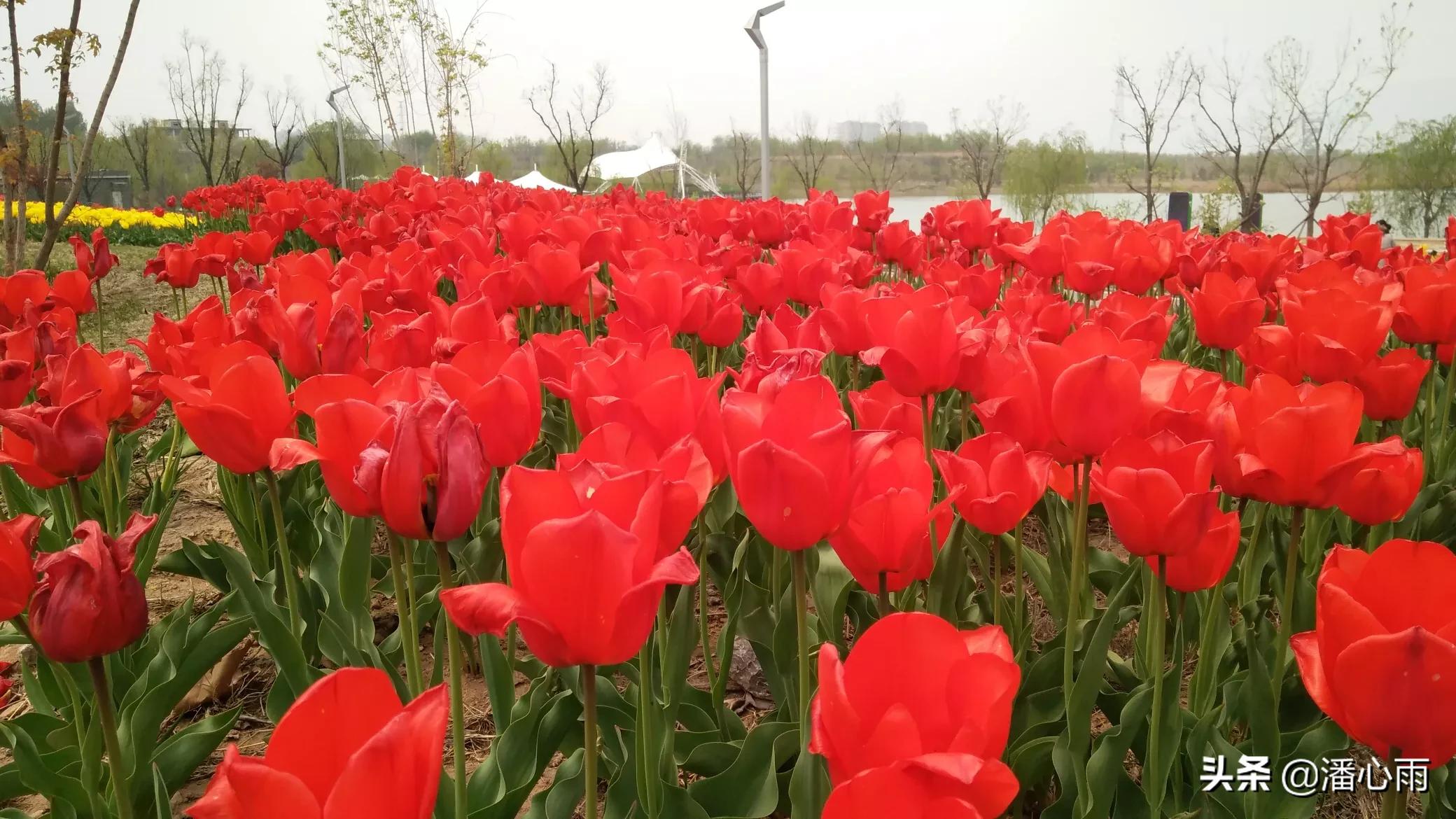 双色球21064期，一飞冲天，单式“6+1”两元挑战千万大奖