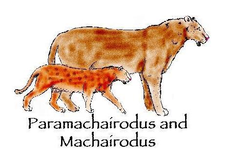 猫猫最早是在哪里出现的,猫猫的来历简介