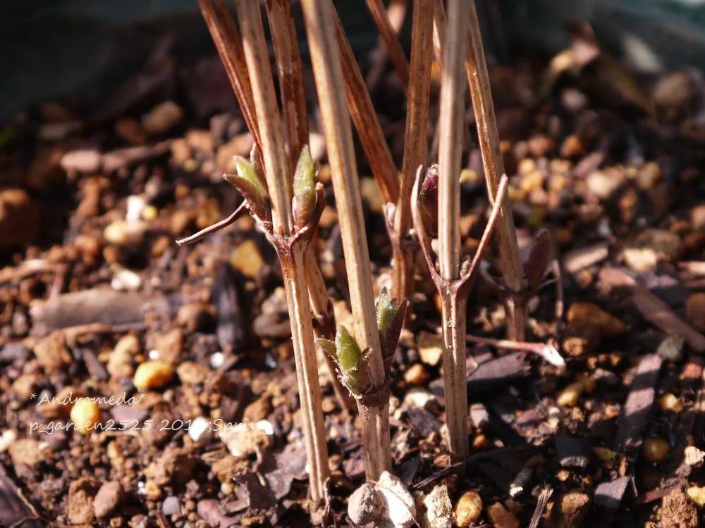 铁线莲春季萌芽后肥水管理,铁线莲大苗春季换盆的正确方法