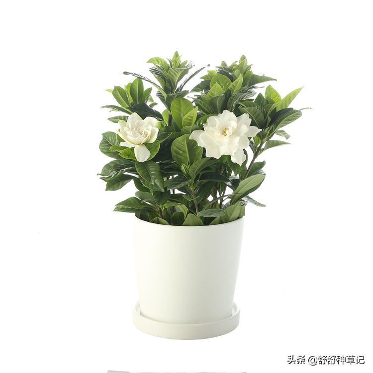 栀子花黄叶的各种原因及解决办法,栀子花持续黄叶的原因及处理方法