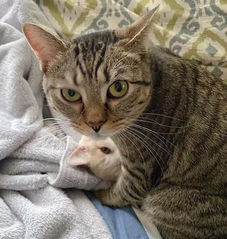 五千块钱买猫,五千块的猫咪