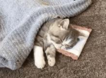 宠物医生冬季养宠攻略,宠物医生的养宠建议