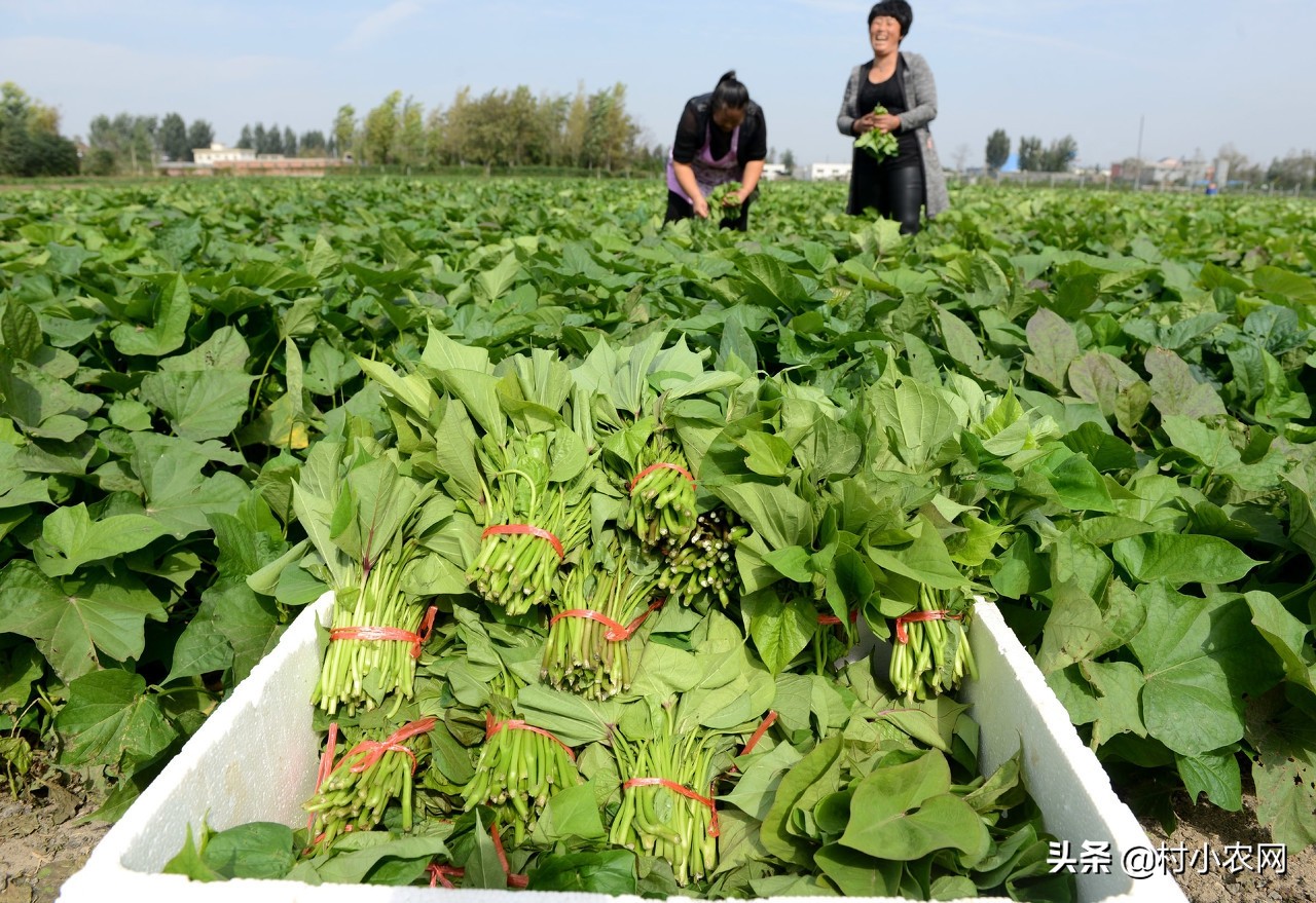 农村开山种什么最赚钱,农村种植什么最赚钱年入十几万