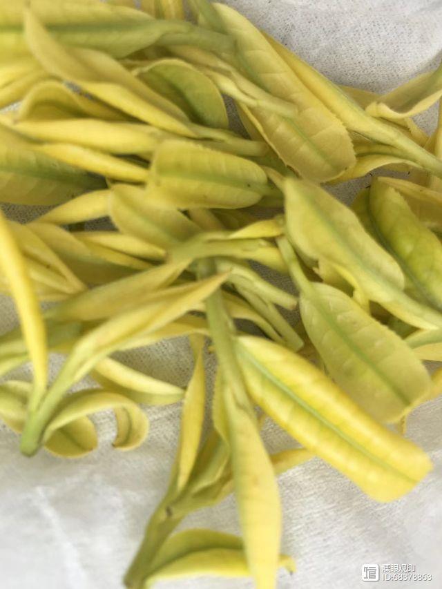 天目湖白茶大师之作,品一杯洪雅明前茶