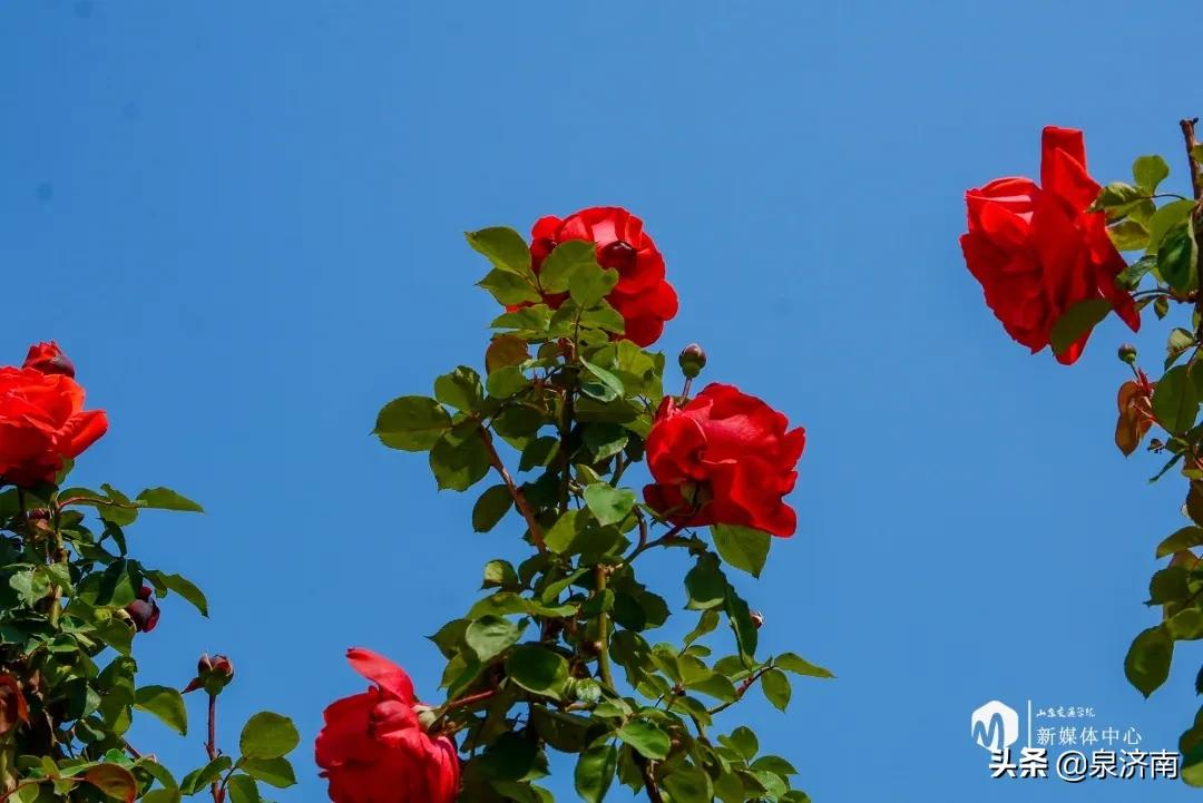 楂樻牎椋庨噰绯诲垪,楂樻牎椋庨噰灞曠ず瑙嗛