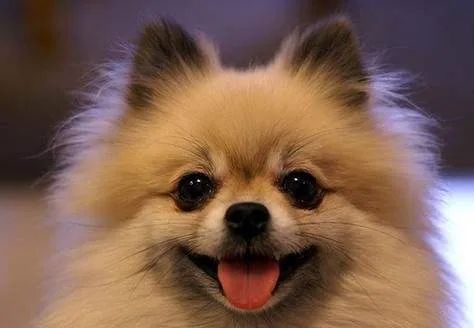 盘点那些老人养的巨型狗,8-10年寿命的狗狗