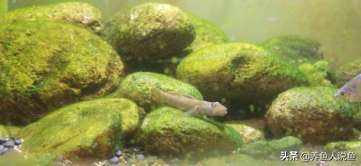 鱼缸爆藻是不是水绿了才能爆藻,鱼缸爆藻对龟有影响吗