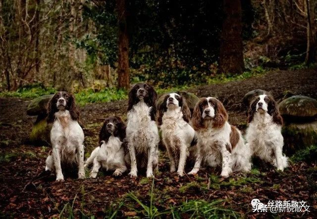 小时候，寒假的主要活计是捡粪，捡粪趟数多了，我想出了一个绝招