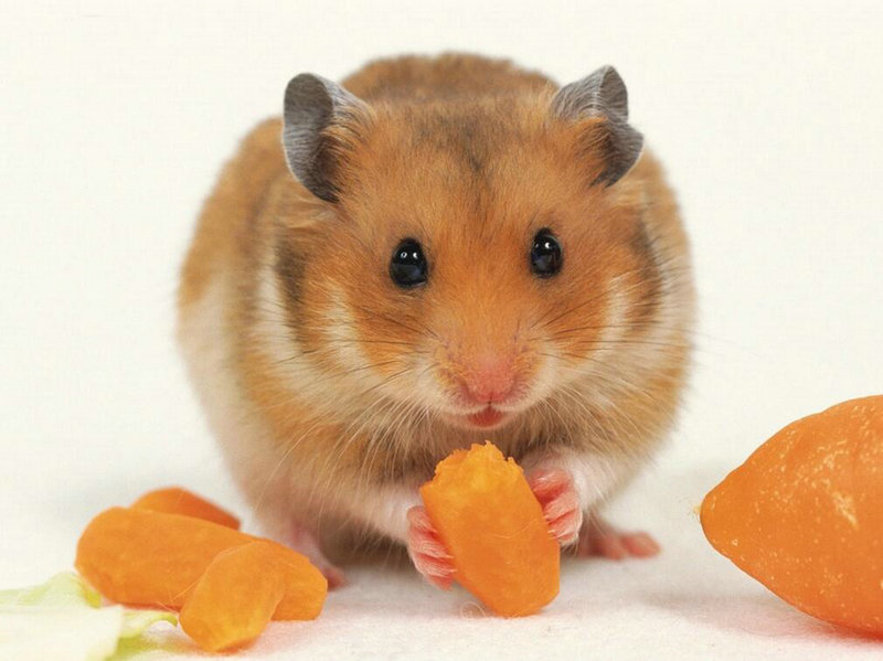 如何照顾仓鼠,仓鼠产后怎么照顾