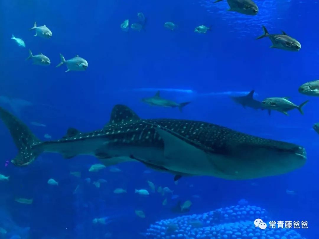 广州和珠海长隆一起玩攻略,广州珠海长隆旅游攻略5天四晚