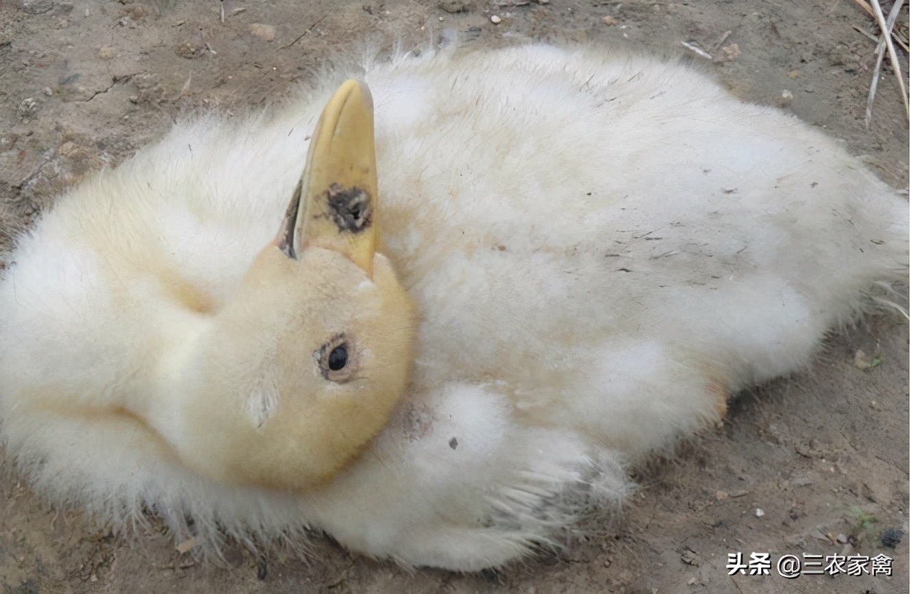 散养鸭子突然瘫了怎么处理,鸭子有呼吸但不动怎么办