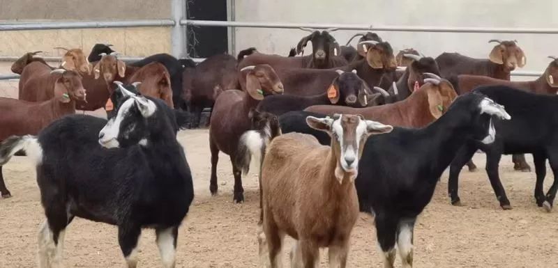 澳洲“飞来”930多只种羊空降银川