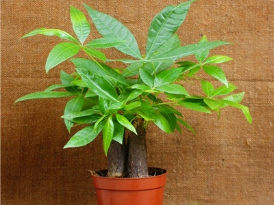 发财树黄土养殖,发财树怎么养殖