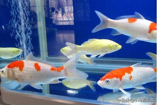 如何养好锦鲤初学者,锦鲤日常饲养及疾病预防