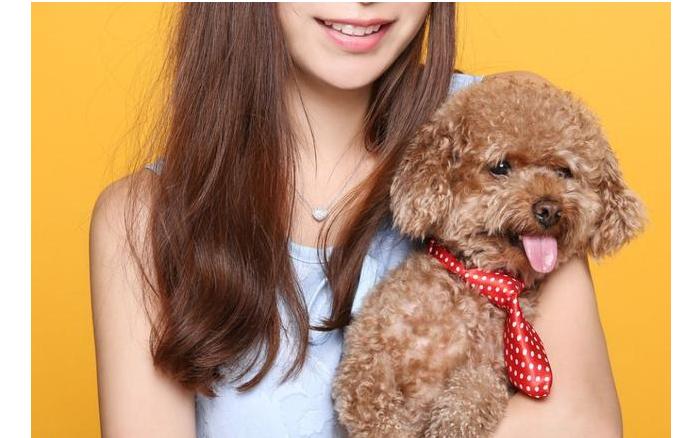 女生最适合养贵宾犬,养贵宾犬有什么建议