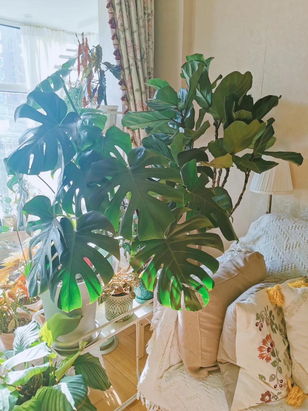 没花园怎么种花？从东北到广东，4位大神在室内种出植物园，绝美