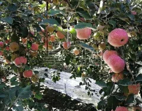 阿克苏本地找工作58同城最新招聘,阿克苏58同城找工作招聘信息