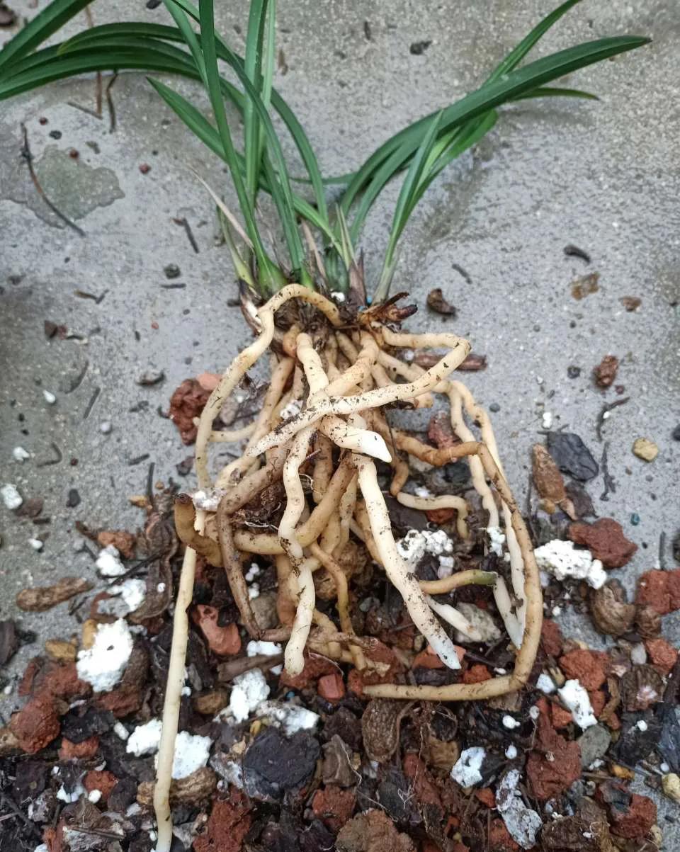 兰花上盆后怎样判断它服盆成活了,秋季兰花上盆方法