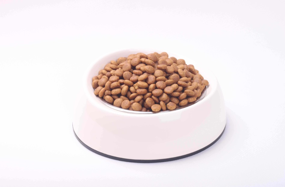 不要随意喂猫,不要随便投喂猫粮的温馨提示