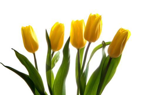 粉色郁金香的花语你是我永远的爱,粉色郁金香花语象征与寓意是什么