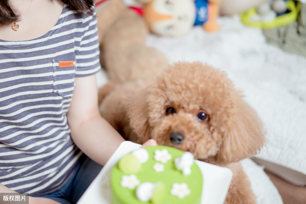 泰迪舔这几个地方是告诉你，有事要发生了