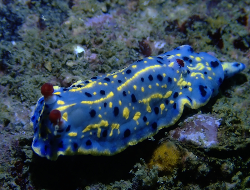 珠海海兔,它们在万山岛活得不错,明年再探望它们