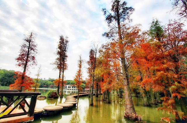 尼克松送给杭州的哪五棵树,尼克松带来的树