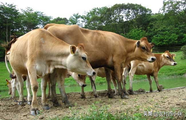 牛便血的防治方法,牛便血怎么防治