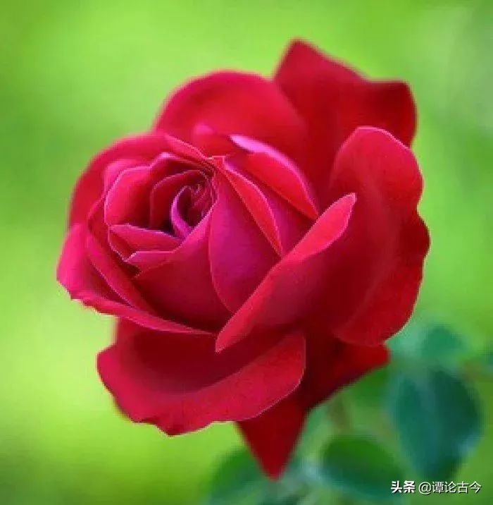 舌尖上的浪漫爱情,舌尖上的爱情对唱版