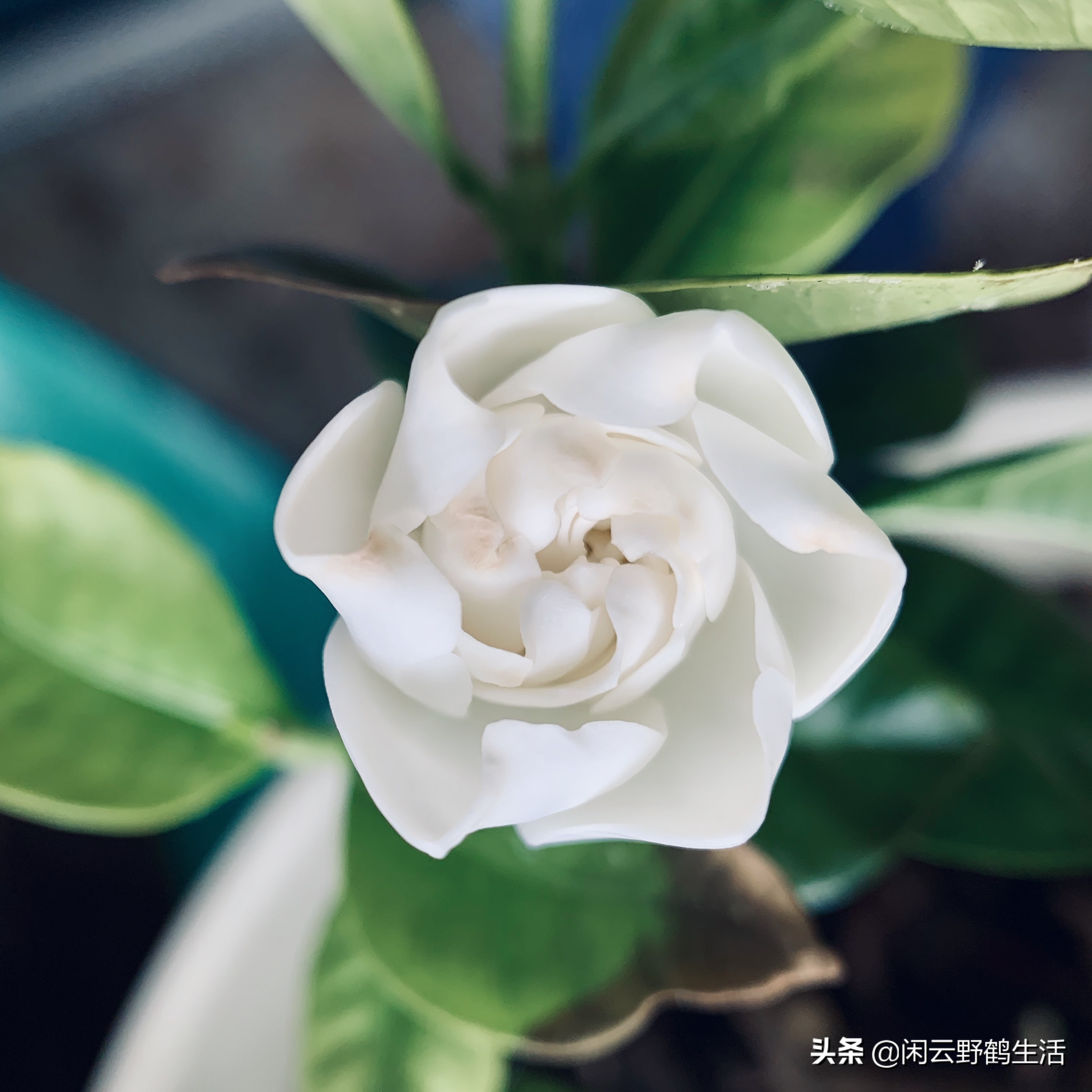 怎样避开买宿迁的花,怎样避免购买到宿迁假苗木