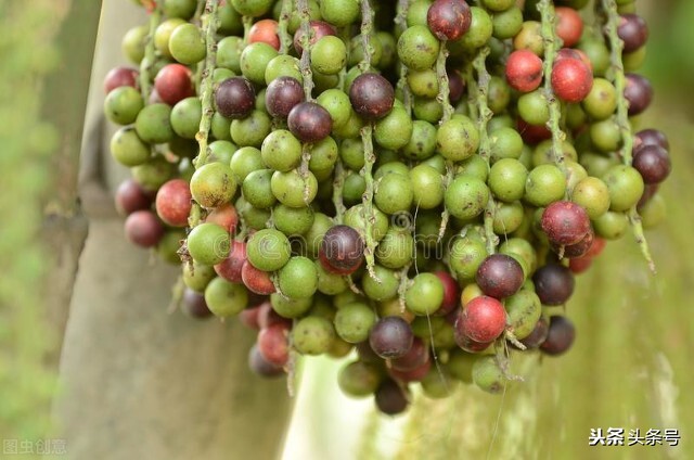 嚼槟榔舌癌,嚼槟榔有什么危害