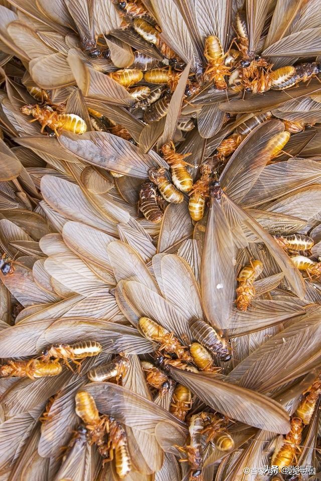 白蚁防治知识大全,海南长时间不住如何防治白蚁